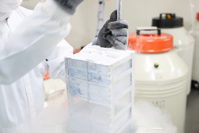 線維芽細胞の培養と保存 | 細胞の冷凍保存室