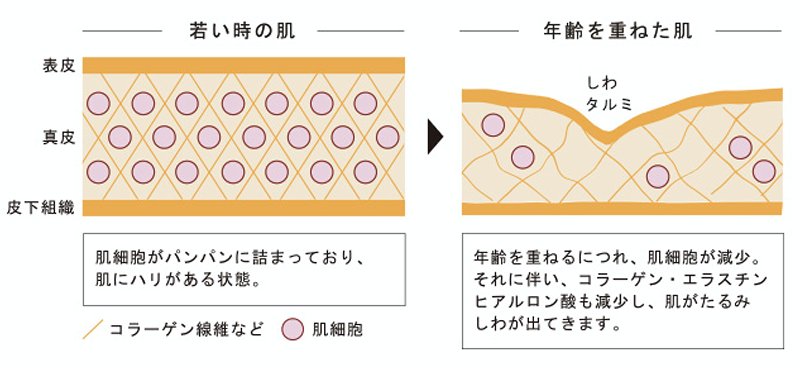 若い時の肌と年齢を重ねた肌