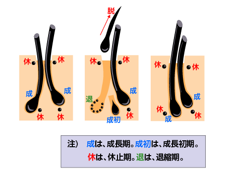 毛周期の模式図2