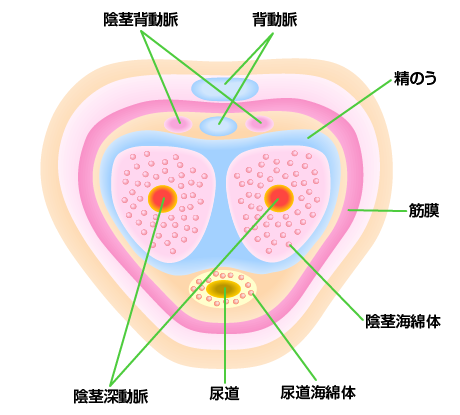 男性器の解剖図3