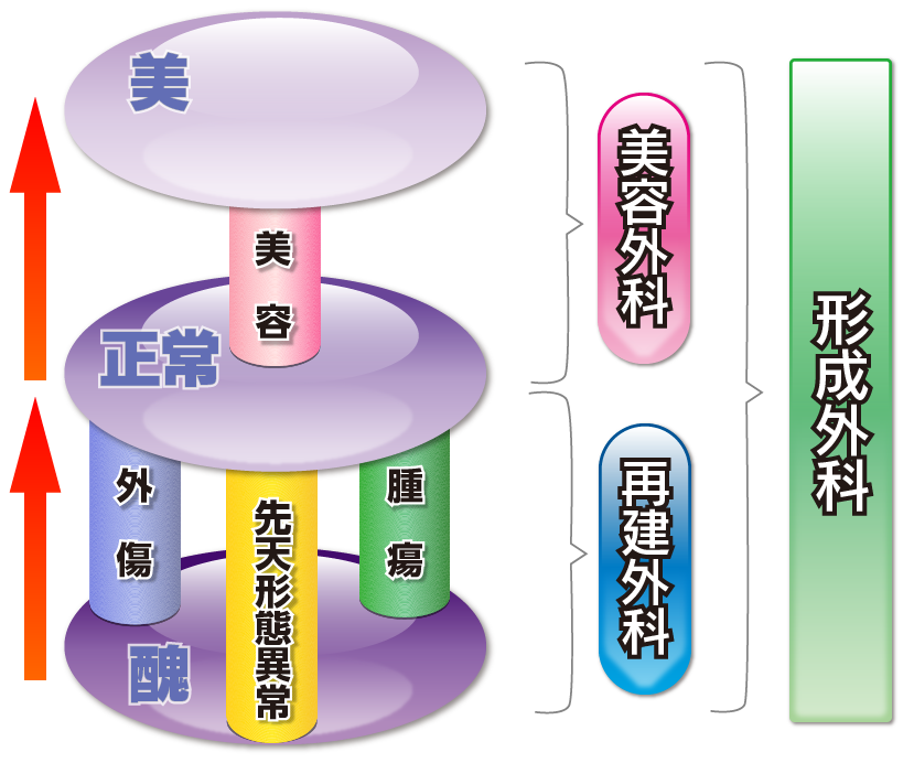 形成外科の分野