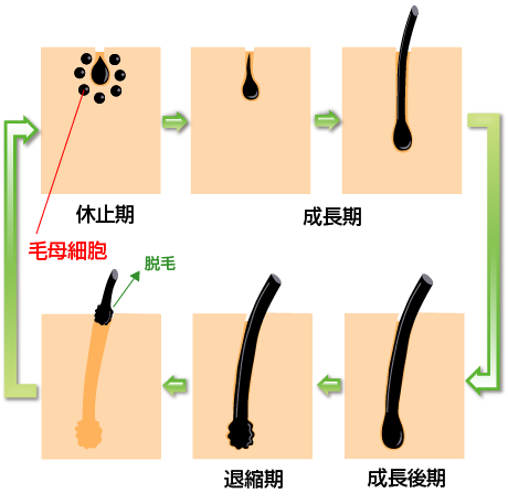 毛周期の模式図1