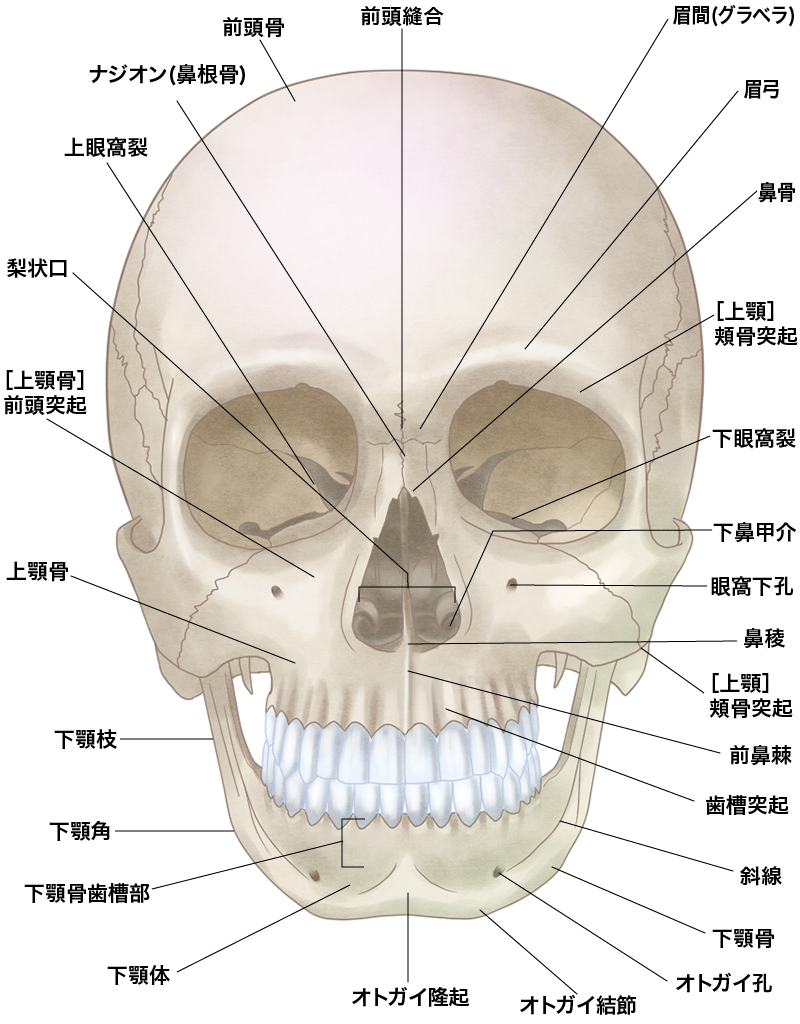 輪郭の解剖図 頭蓋骨 前面