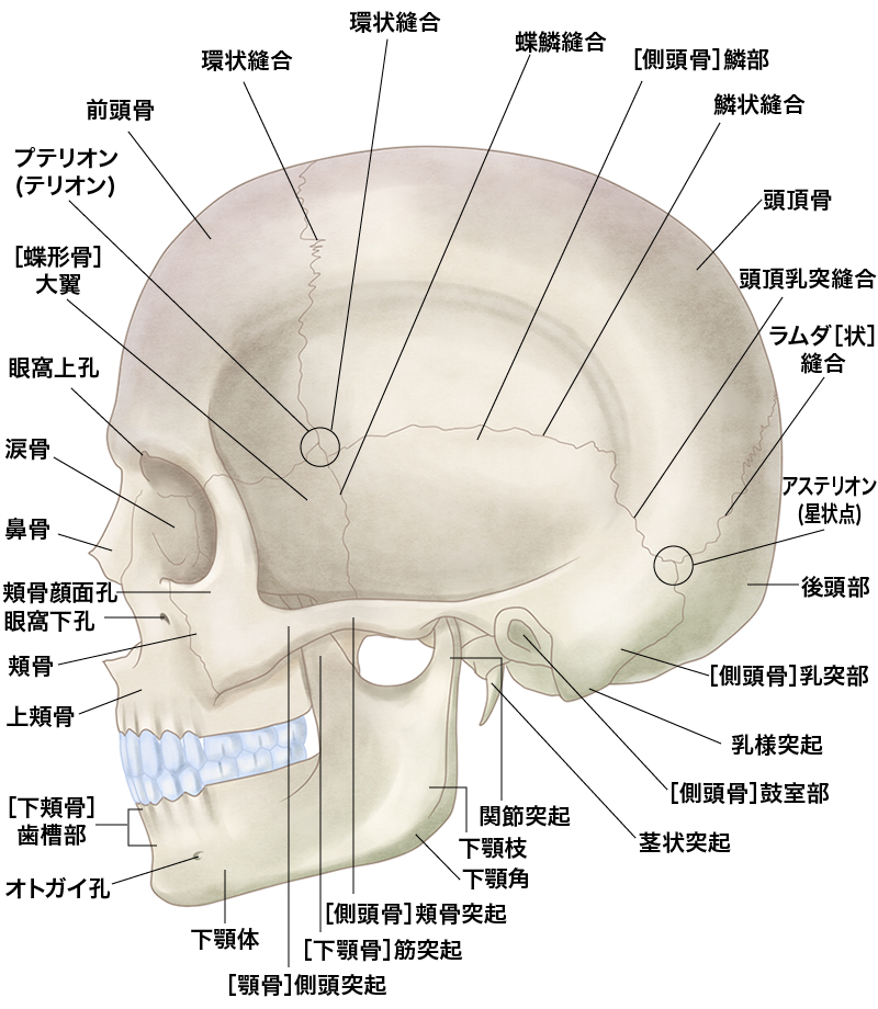 輪郭の解剖図 頭蓋骨 横側