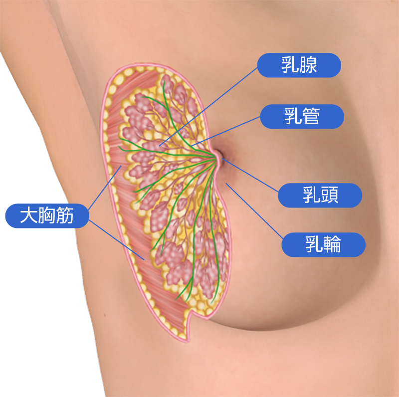乳房の軟部組織
