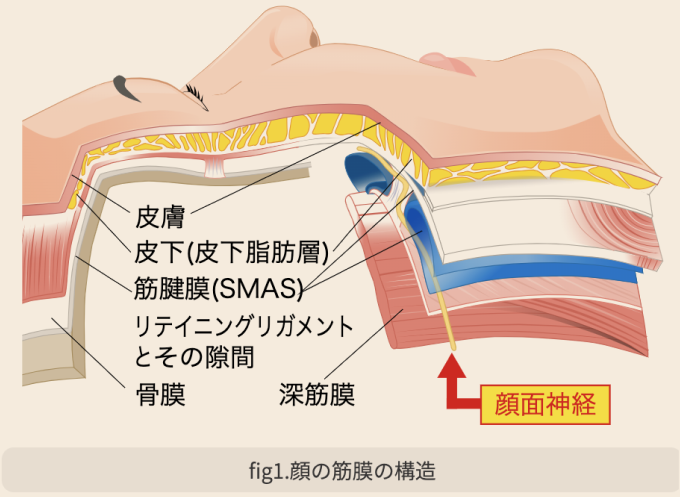 皮膚 皮下(皮下脂肪層)
          筋腱膜(SMAS)
          リテイニングリガメントとその隙間
          骨膜
          深筋膜
          顔面神経
          fig1. 顔の筋膜の構造