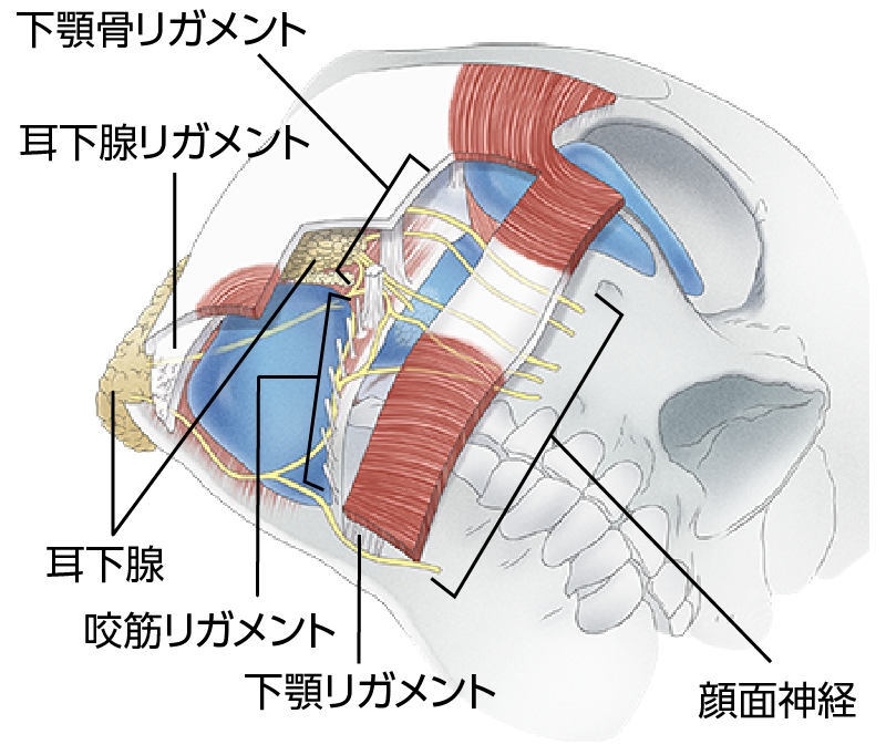 各種リガメントとSMAS、顔面神経の関係
