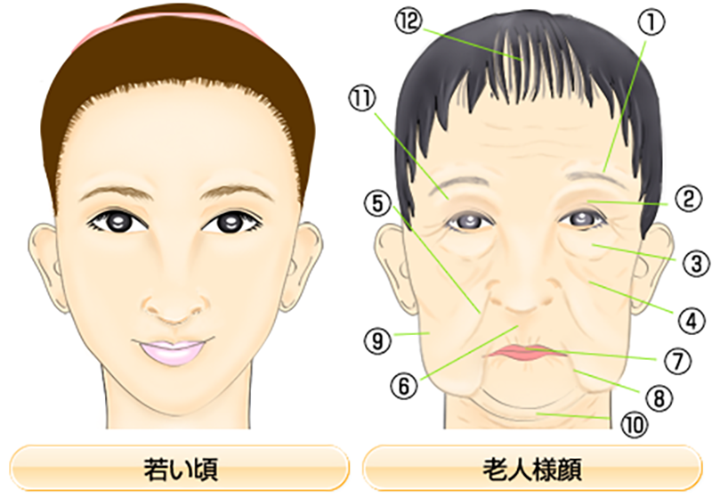 加齢と顔面組織の関係 前面から見た顔