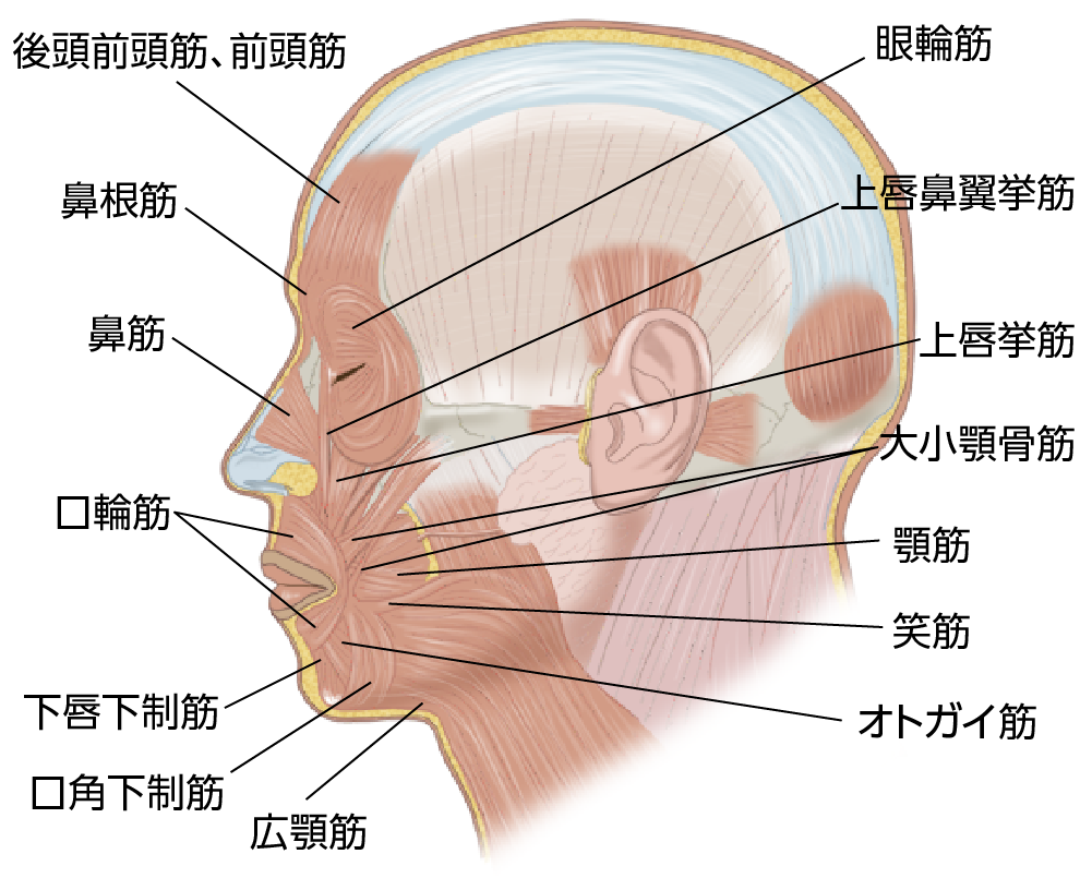 顔の解剖図 側面