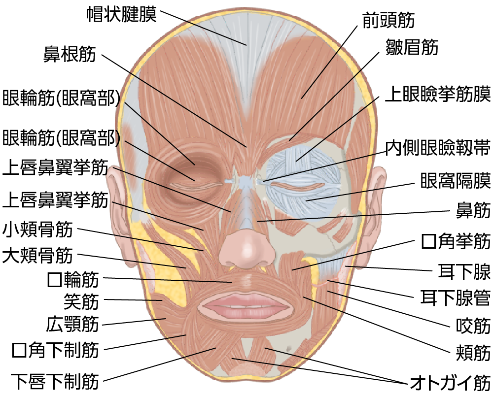 顔の解剖図 正面