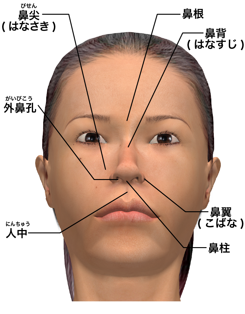 鼻の解剖図