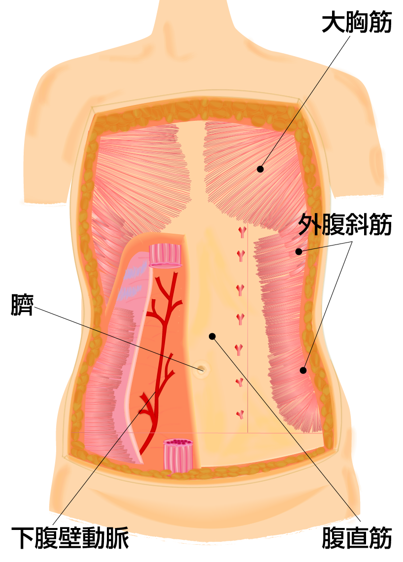 腹壁の解剖図