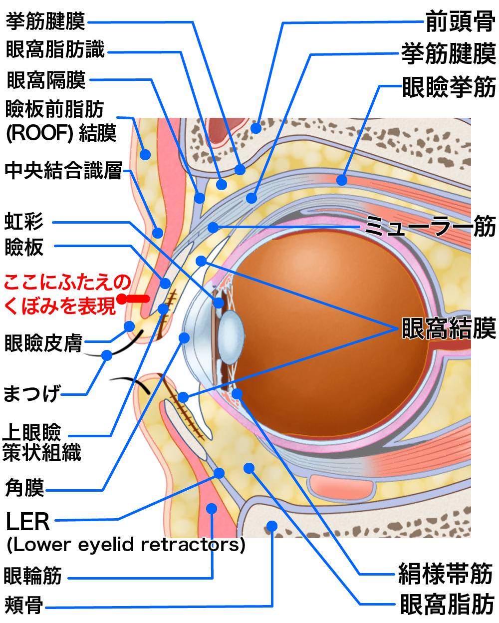 眼の解剖図