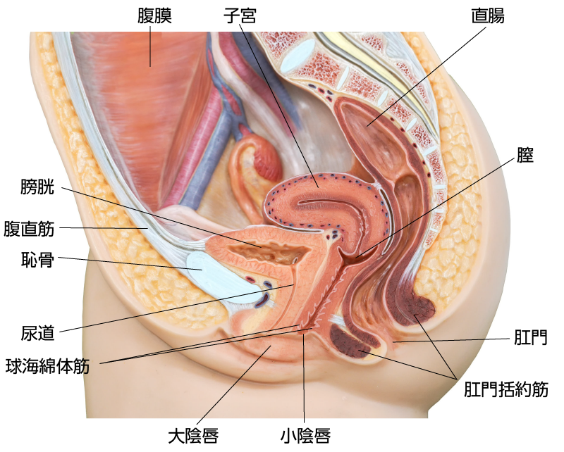 女性器の解剖図
