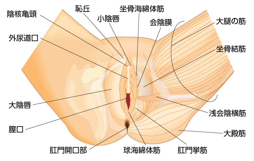女性器の解剖図 正面